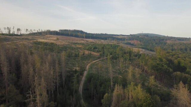 2 in 1 clip: Drone Aerial of forest dieback caused by climate change  and the bark beetle in the Taunus at Sandplacken, Feldberg in the background, Hessen, Germany