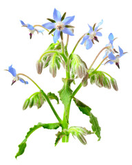 blue borage flowers isolated on white background