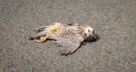 Dead Gyrfalcon (falco rusticolus) on the asphalt