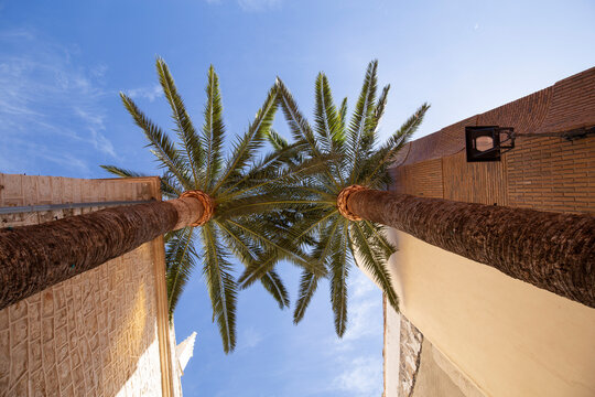 Two beautiful palm trees in Benissa Spain against a blue sunny sky looking up