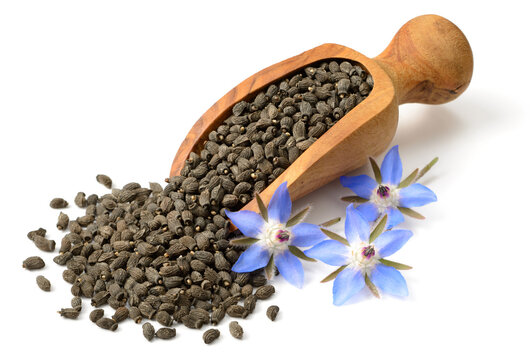 dried borage seeds in the wooden scoop, with fresh flowers, isolated on white background