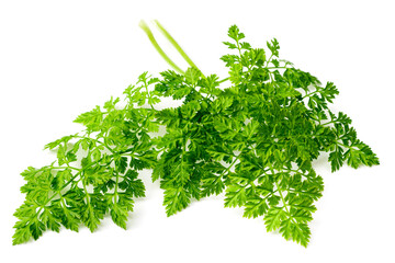 fresh chervil isolated on white background