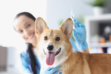 Smiling female veterinarian doctor conducts physical examination of dog