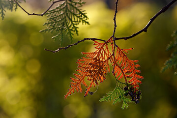 Hanging faded leaf of a thuja plant in autumnal light