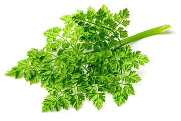 fresh chervil isolated on white background