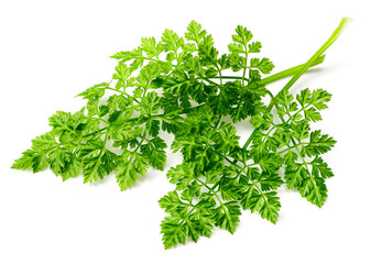fresh chervil isolated on white background