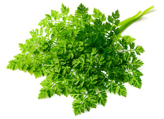 fresh chervil isolated on white background