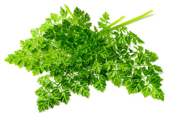 fresh chervil isolated on white background