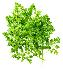 bunch of fresh chervil isolated on white background