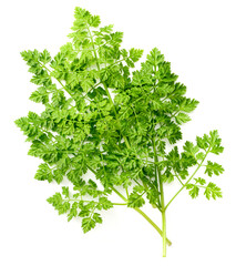 bunch of fresh chervil isolated on white background