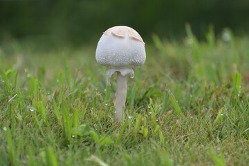 芝生の中に生えていたオオシロカラカサタケの幼菌