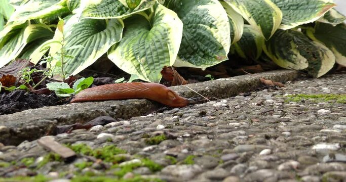 big brown slug crawling along the concrete path