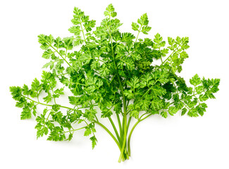 fresh chervil isolated on white background