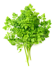 bunch of fresh chervil isolated on white background