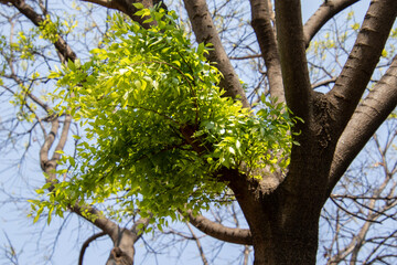 New growth on plants and trees announces the arrival of the summer season