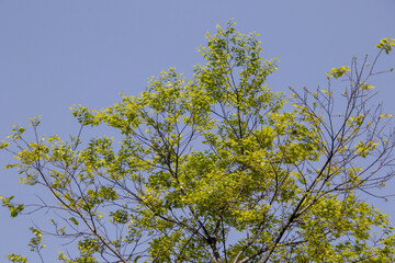 New growth on plants and trees announces the arrival of the summer season