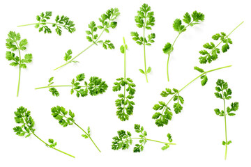 Fototapeta premium fresh cliantro isolated on white background, top view