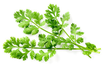 fresh cliantro isolated on white background, top view