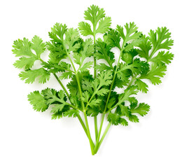 fresh cliantro (fresh coriander) isolated on white background