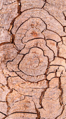 Close up bark texture of chestnut tree,Castanea,Fagaceae.Natural brown damaged trunk surface with rounded cracks,wrinkles.Vertical banner,abstract text,design background.Smartphone desktop wall papers