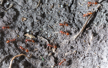 Red ants on the ground.