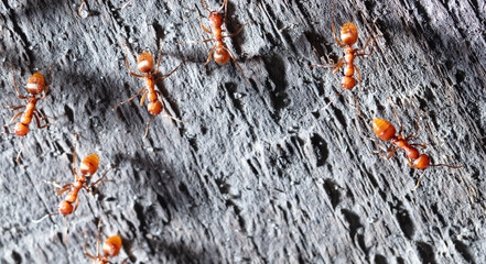 Red ants on a wooden board.