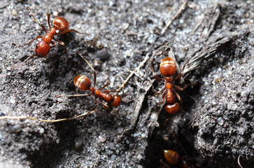 Red ants on the ground.