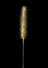 Ear of grass isolated on black background.