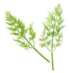 fresh dill herb isolated on white background, top view