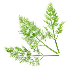fresh dill herb isolated on white background, top view