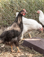Chickens and roosters on the farm.