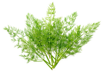 fresh dill herb isolated on white background, top view
