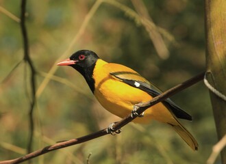 African Black-Headed Oriole (Oriolus larvatus)