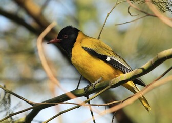 African Black-Headed Oriole (Oriolus larvatus)