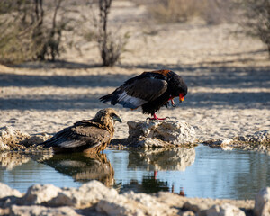Bateleur Eagle