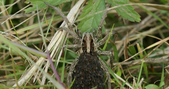 Closeup photo of female wolf spider with the offspring on the back