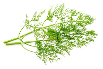fresh dill herb isolated on white background, top view