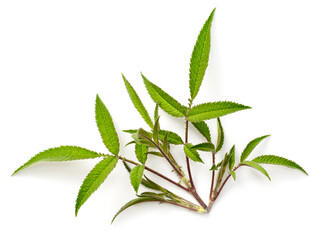 fresh lemmon's marigold (tagetes lemmonii) leaves isolated on white background, top view