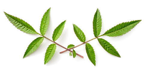 fresh lemmon's marigold (tagetes lemmonii) leaves isolated on white background, top view