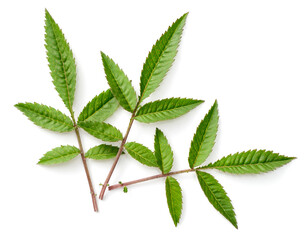 fresh lemmon's marigold (tagetes lemmonii) leaves isolated on white background, top view