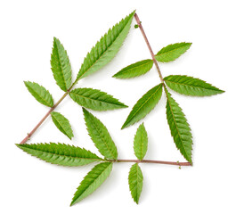 fresh lemmon's marigold (tagetes lemmonii) leaves isolated on white background, top view