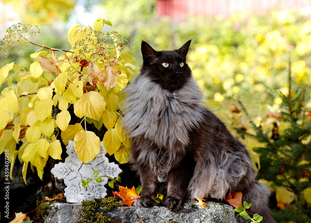 Wall mural a handsome norwegian forest cat male outdoors