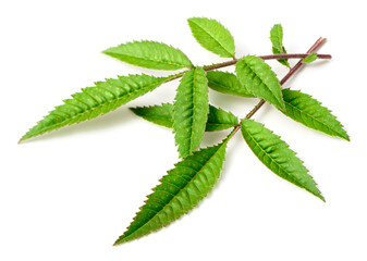 fresh lemmon's marigold (tagetes lemmonii) leaves isolated on white background
