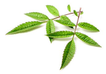 fresh lemmon's marigold (tagetes lemmonii) leaves isolated on white background