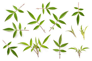 fresh lemmon's marigold (tagetes lemmonii) leaves isolated on white background, top view