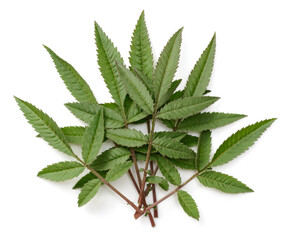 fresh tagetes lemmonii isolated on white background, top view