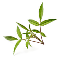 fresh tagetes lemmonii isolated on white background