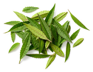 pile of fresh tagetes lemmonii leaves isolated on white background, top view
