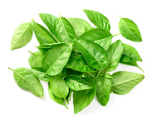 fresh lemon basil isolated on white background, top view