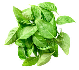 fresh lemon basil isolated on white background, top view